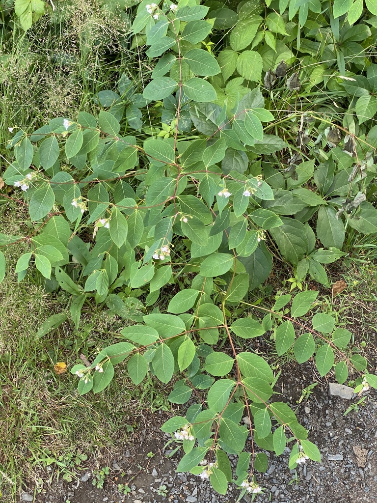 Apocynum androsaemifolium (Bitter dogbane), native California herb
