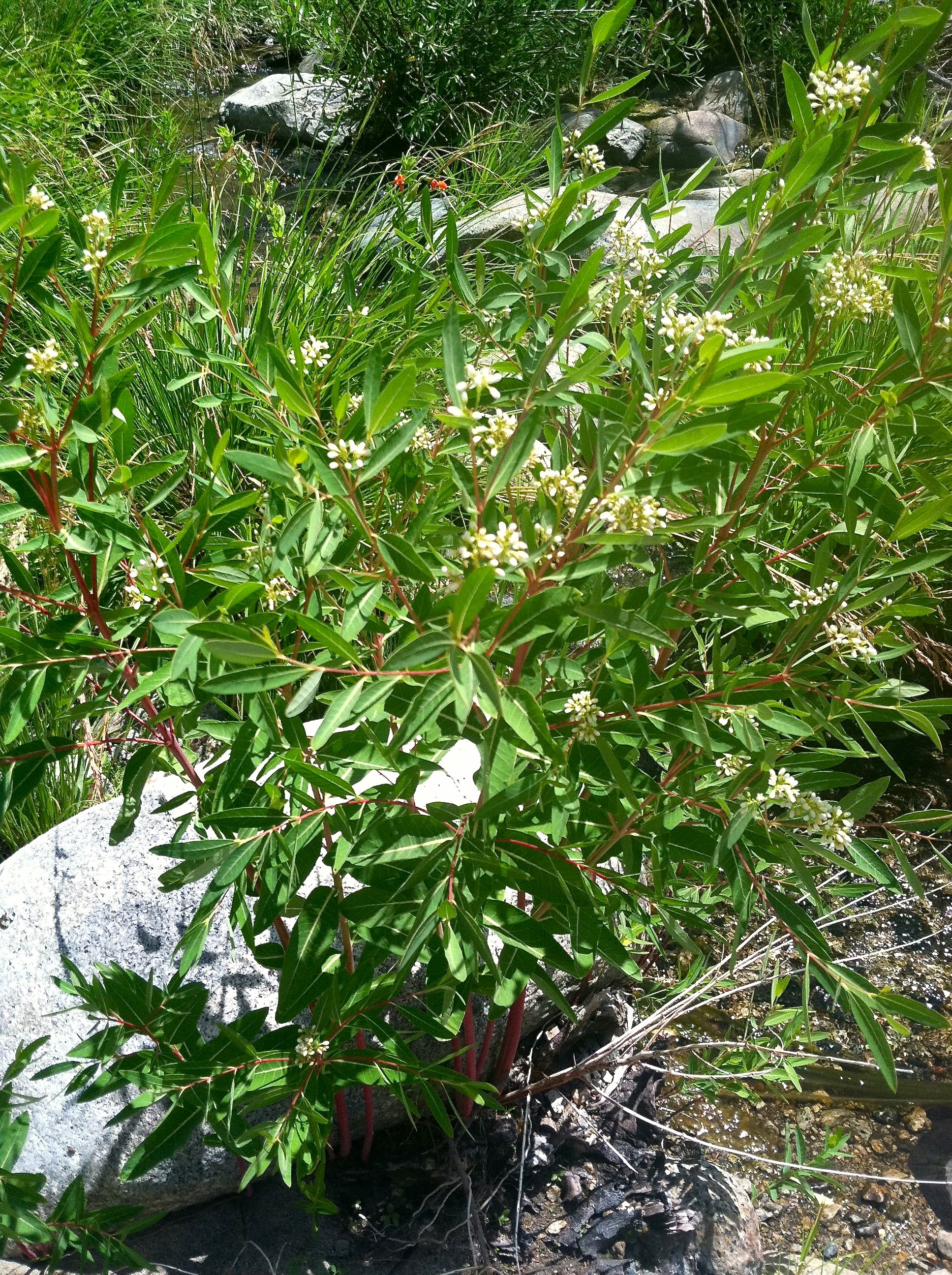 Apocynum cannabinum (Hemp dogbane), native California herb