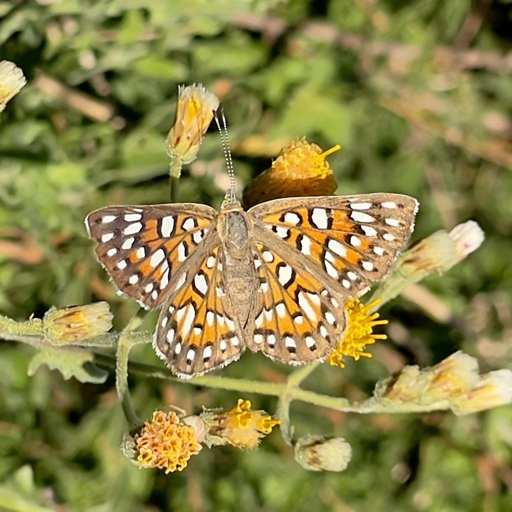 Apodemia mejicanus (Sonoran Metalmark), California species