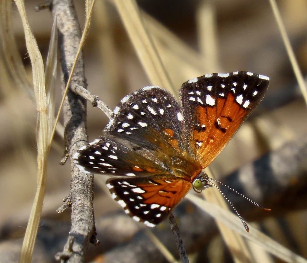 Apodemia mormo (Western Sheep Moth), California species