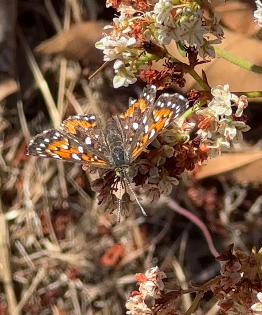 Apodemia virgulti (Behr's Metalmark), California species
