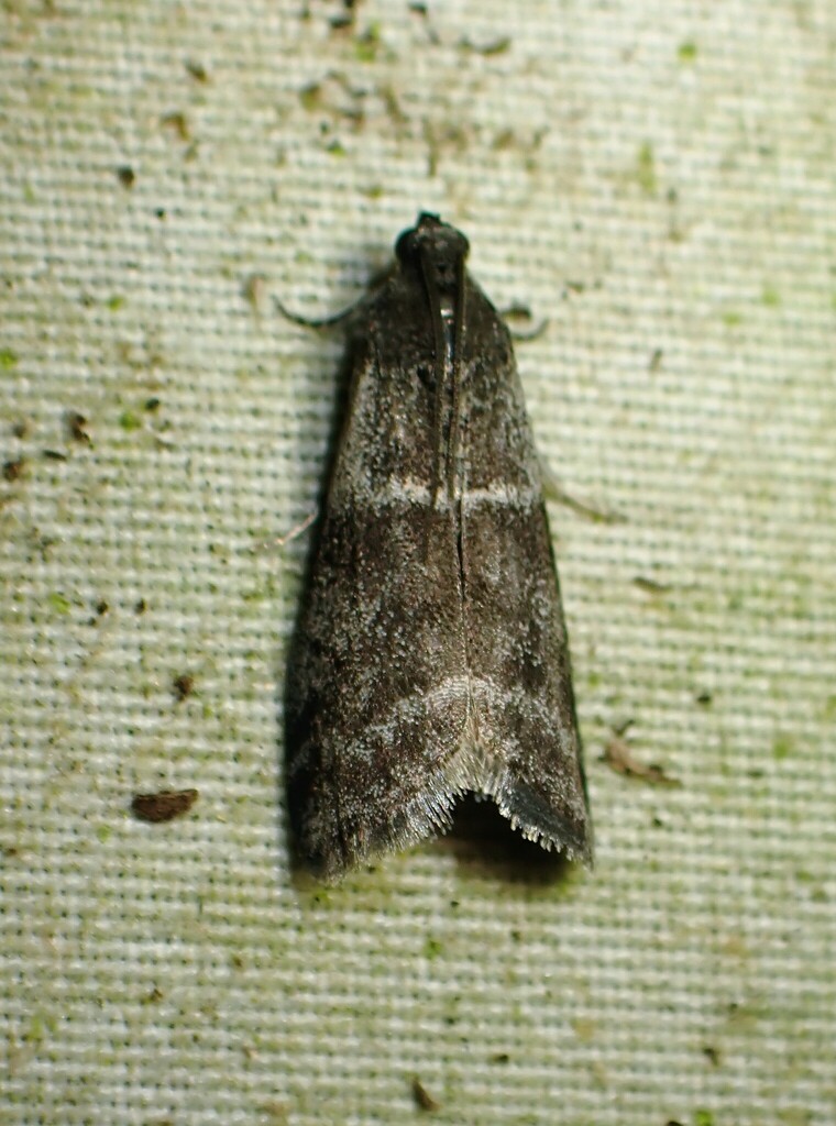 Apomyelois bistriatella, California species