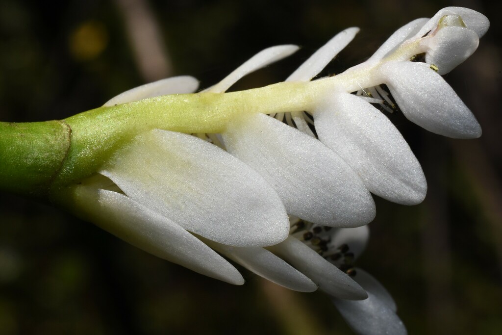 Aponogeton distachyos (Cape-pondweed), non-native California herb