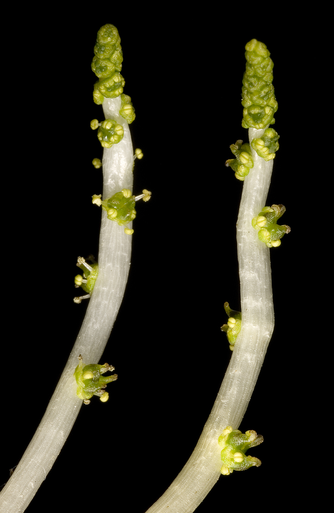 Aponogeton sp., non-native California perennial