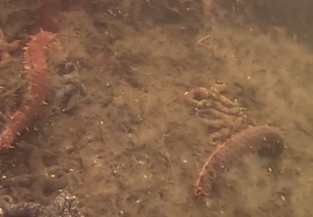 Apostichopus californicus (Giant California sea cucumber), California species