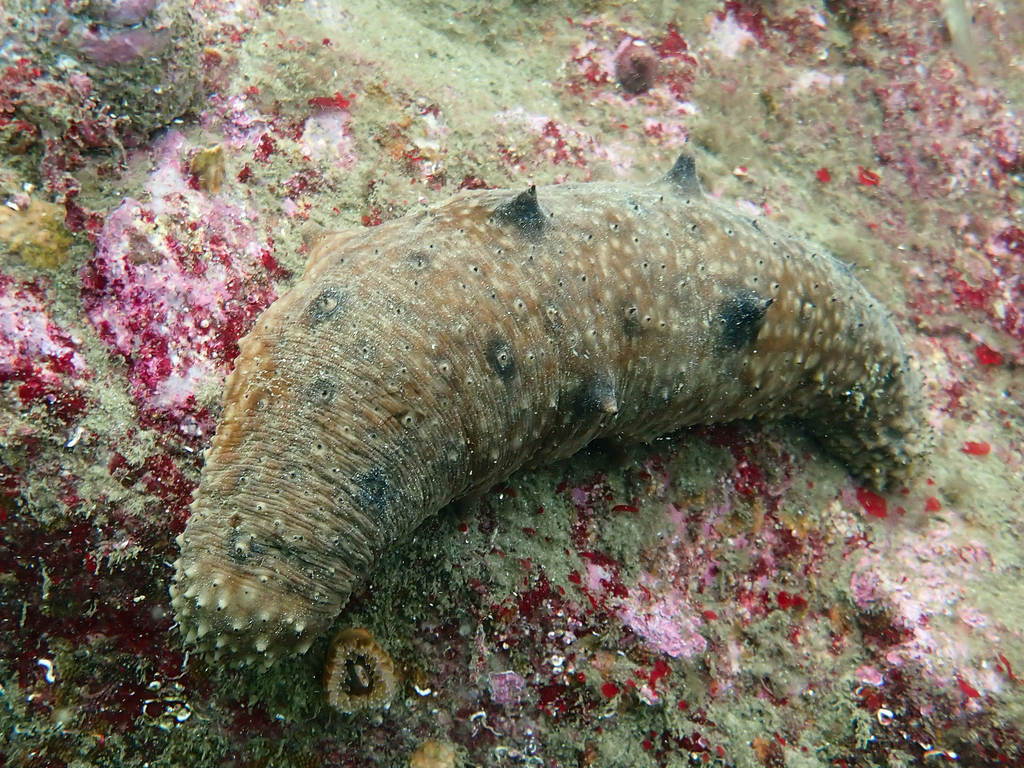 Apostichopus parvimensis (Warty sea cucumber), California species