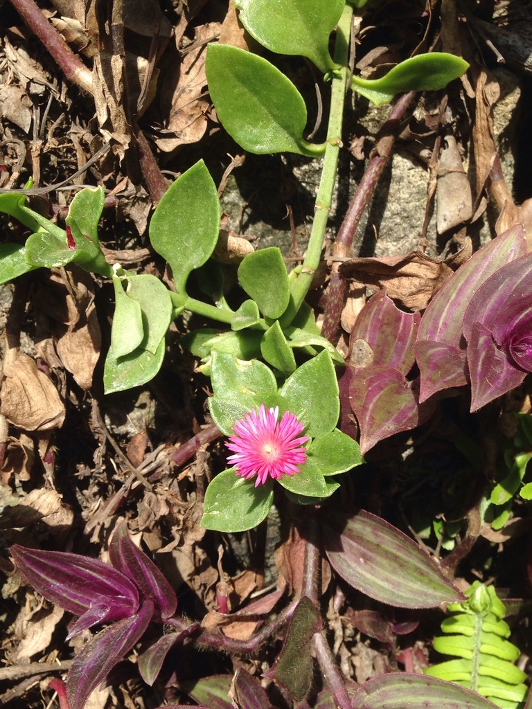 Aptenia cordifolia (Baby sun-rose), non-native California subshrub