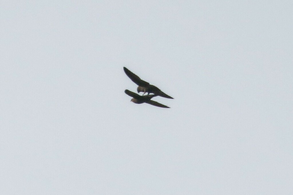 Apus apus (Common Swift), California species