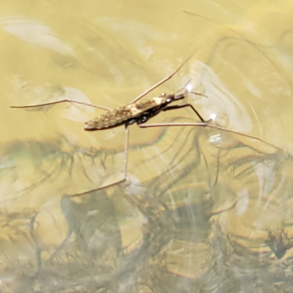 Aquarius remigis (North American Common Water Strider), California species