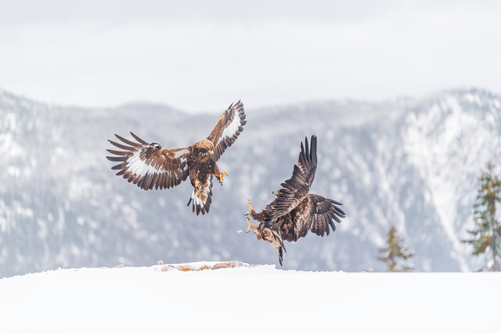Aquila chrysaetos (Golden eagle), California species