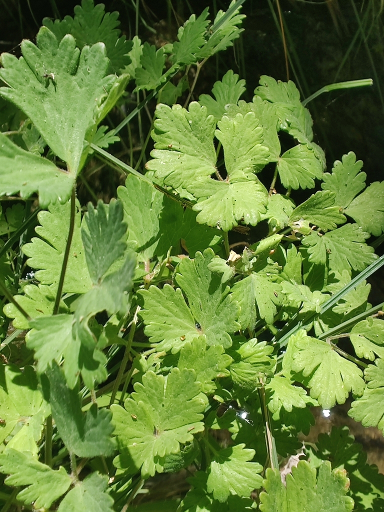 Aquilegia eximia (Serpentine columbine), native California herb
