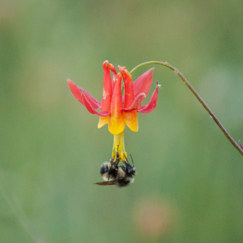 Aquilegia formosa (Crimson columbine), native California herb