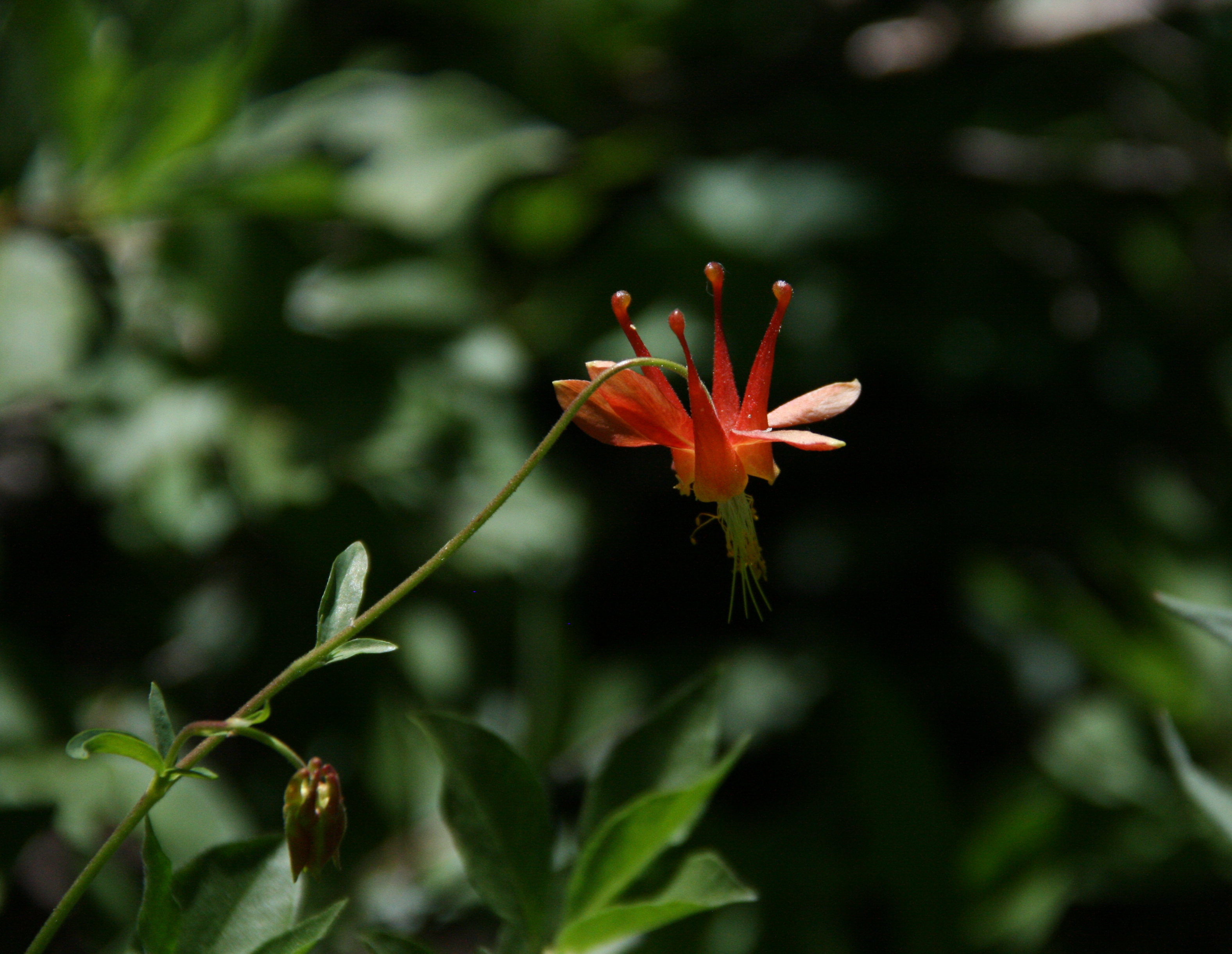 Aquilegia pubescens (Sierra columbine), native California herb