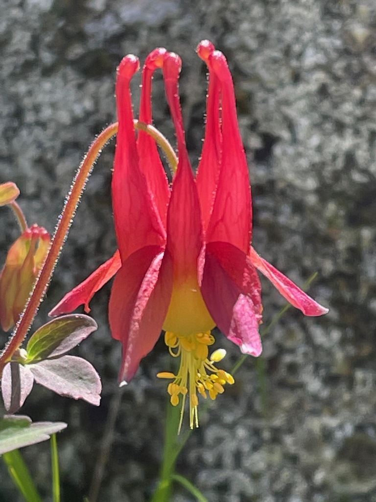 Aquilegia sp. (Columbine), non-native California perennial