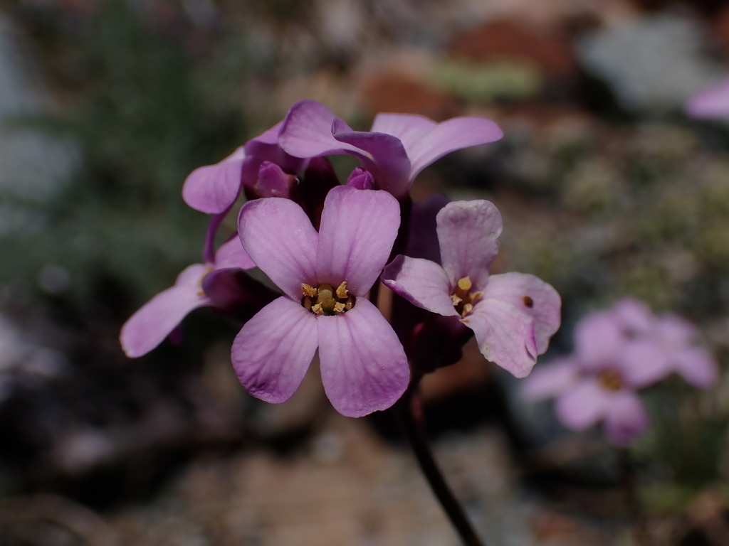 Arabis aculeolata (Waldo rockcress), California herb