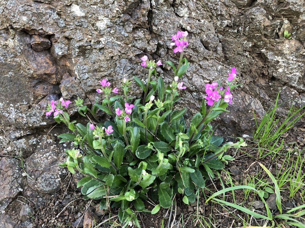 Arabis blepharophylla (Coast rockcress), native California herb
