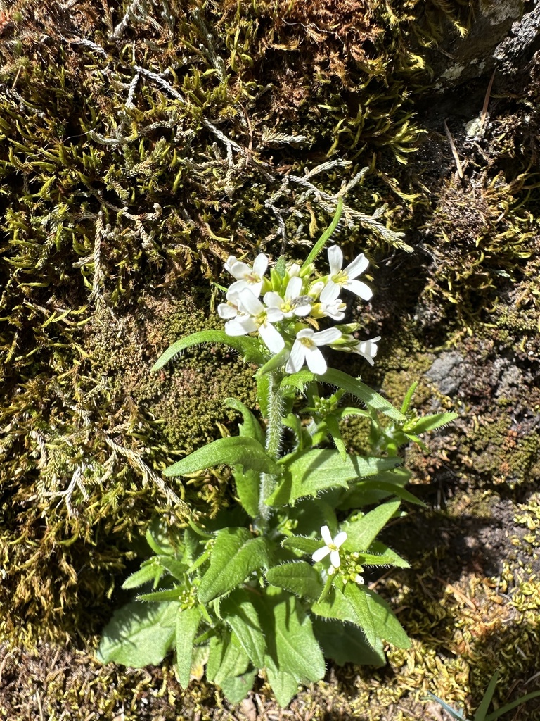 Arabis eschscholtziana (Eschscholtz's hairy rockcress), native California herb