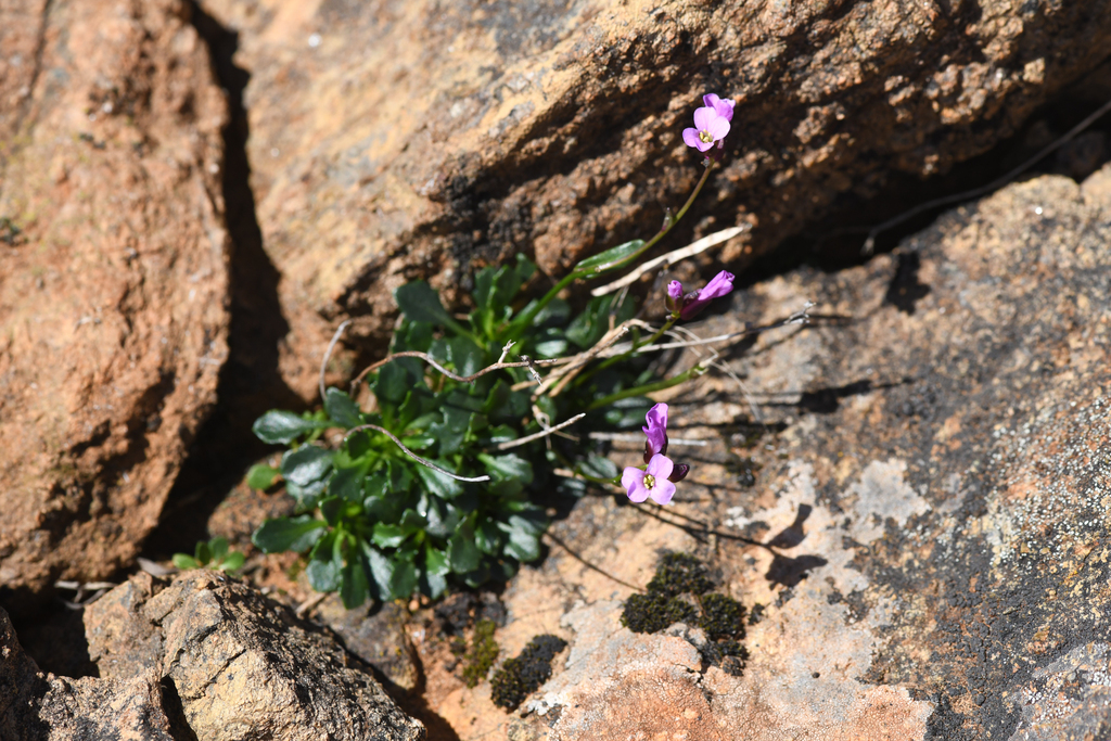 Arabis mcdonaldiana (Mcdonald's rockcress), native California herb