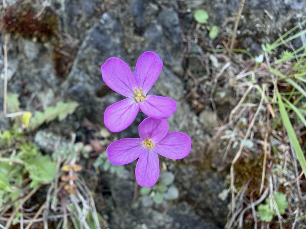 Arabis modesta (Modest rockcress), native California herb