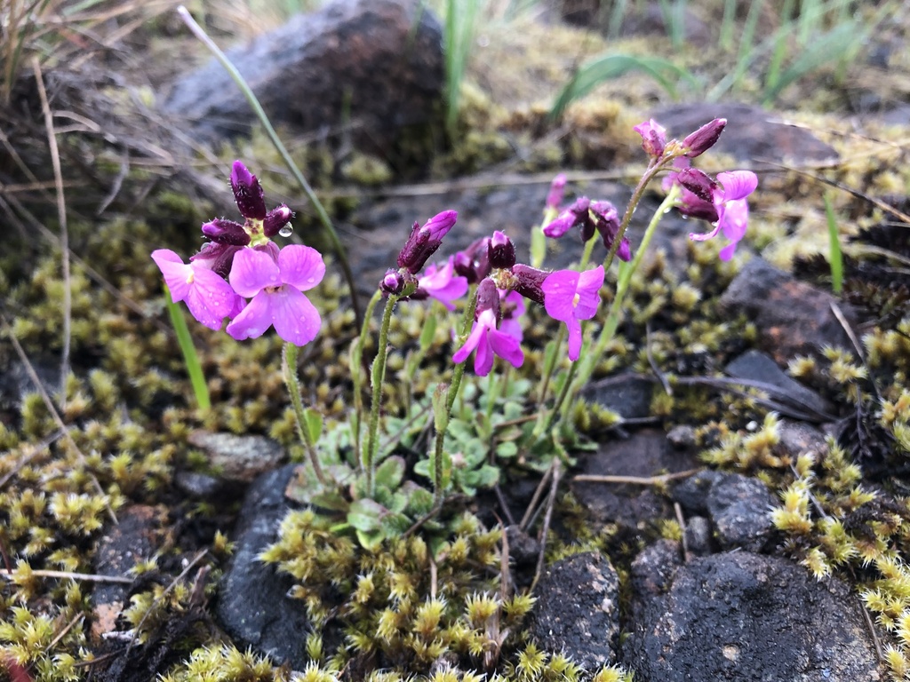 Arabis oregana (Oregon rockcress), native California herb