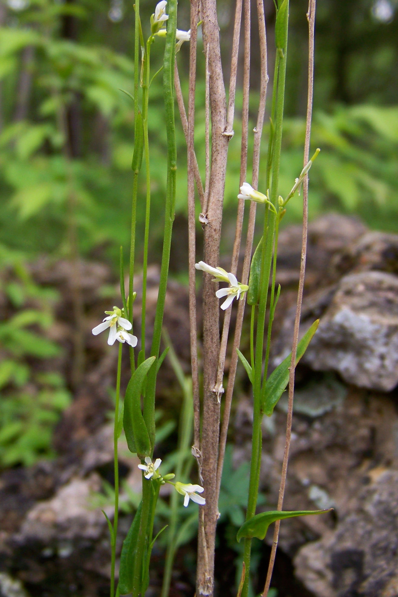 Arabis pycnocarpa var. pycnocarpa (Hairy fruit rock cress), native California herb