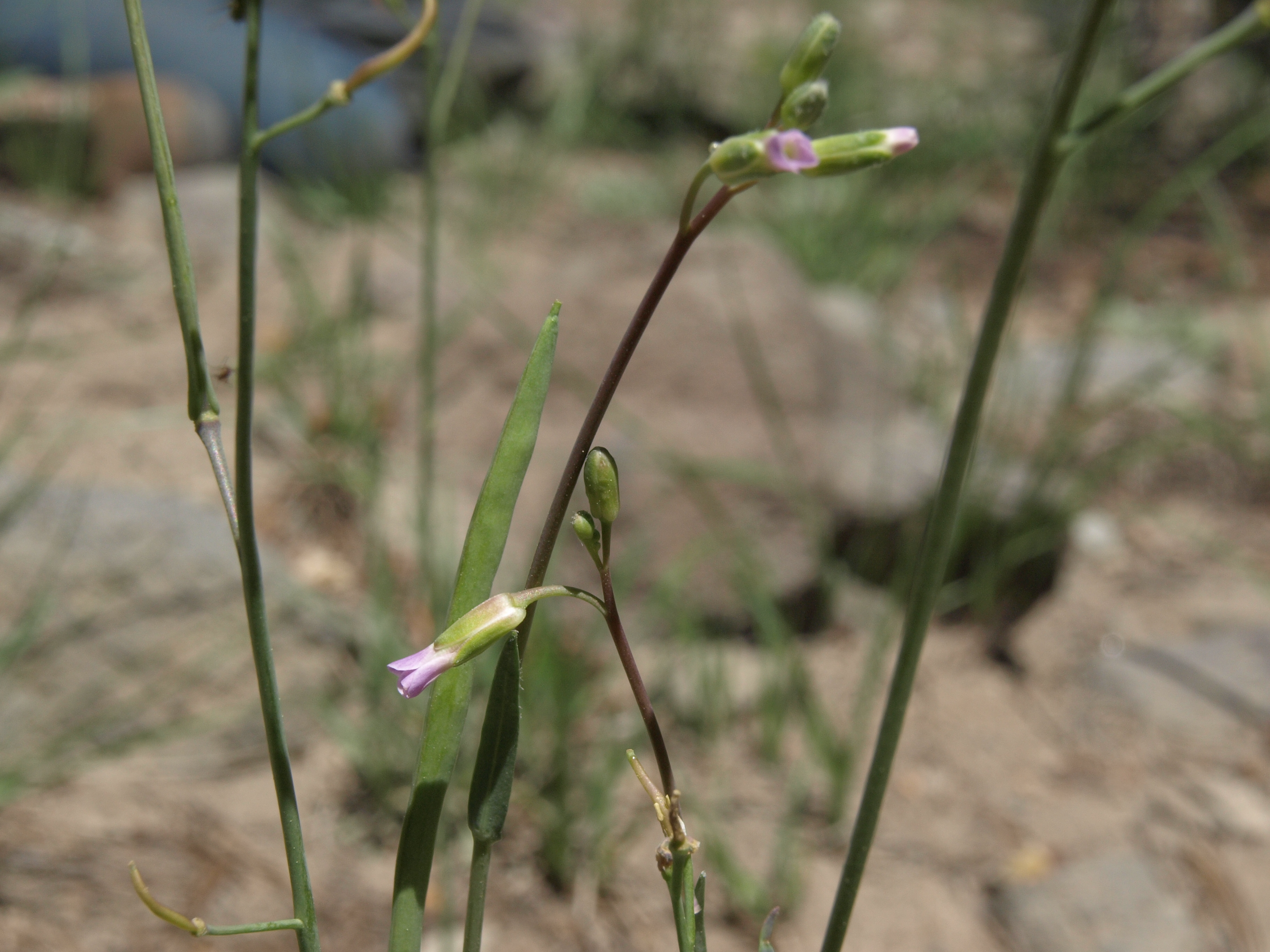Arabis rigidissima var. demota (Galena Creek rockcress), California subshrub