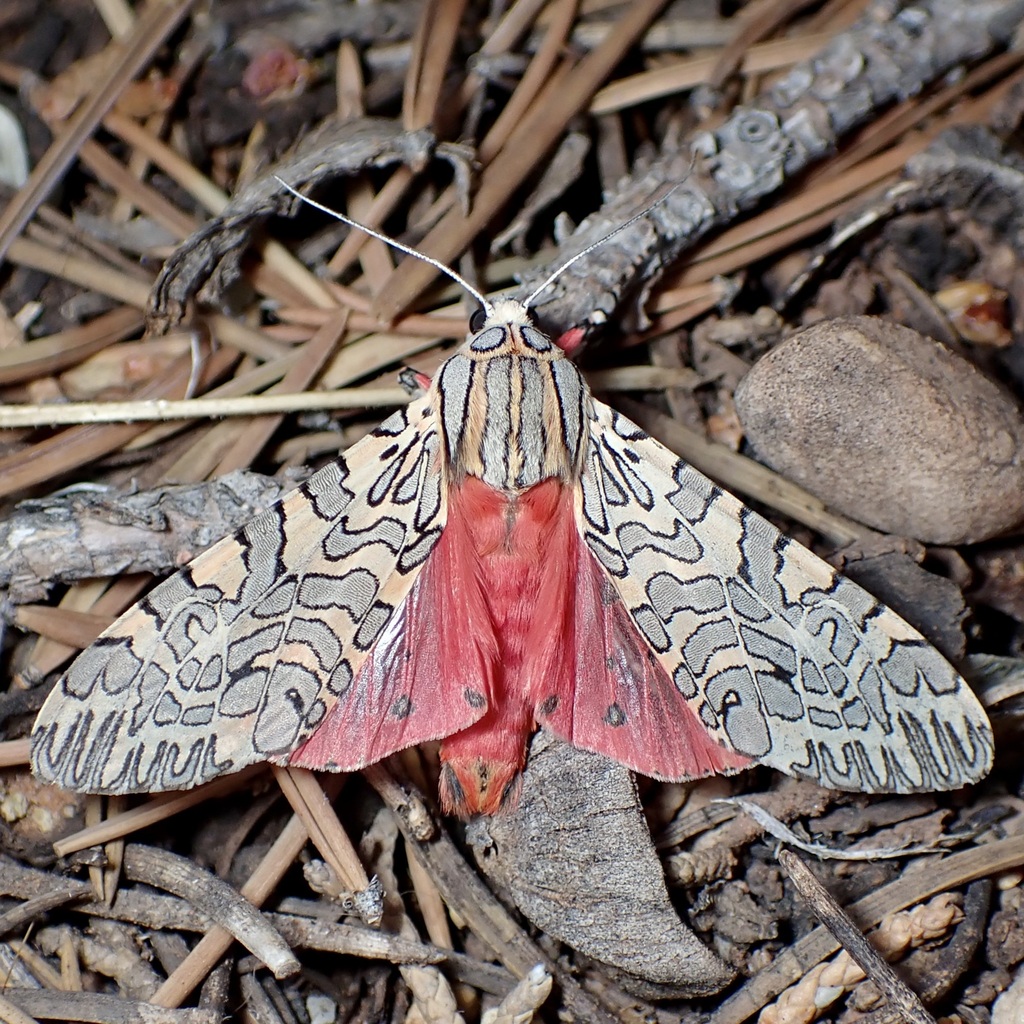 Arachnis citra, California species