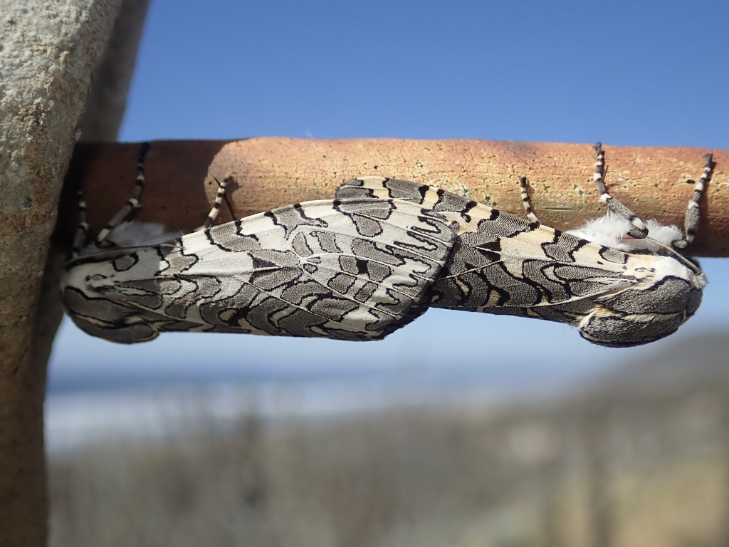 Arachnis picta (Painted Tiger Moth), California species