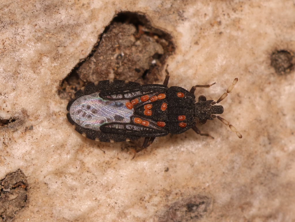 Aradus flavicornis, California species