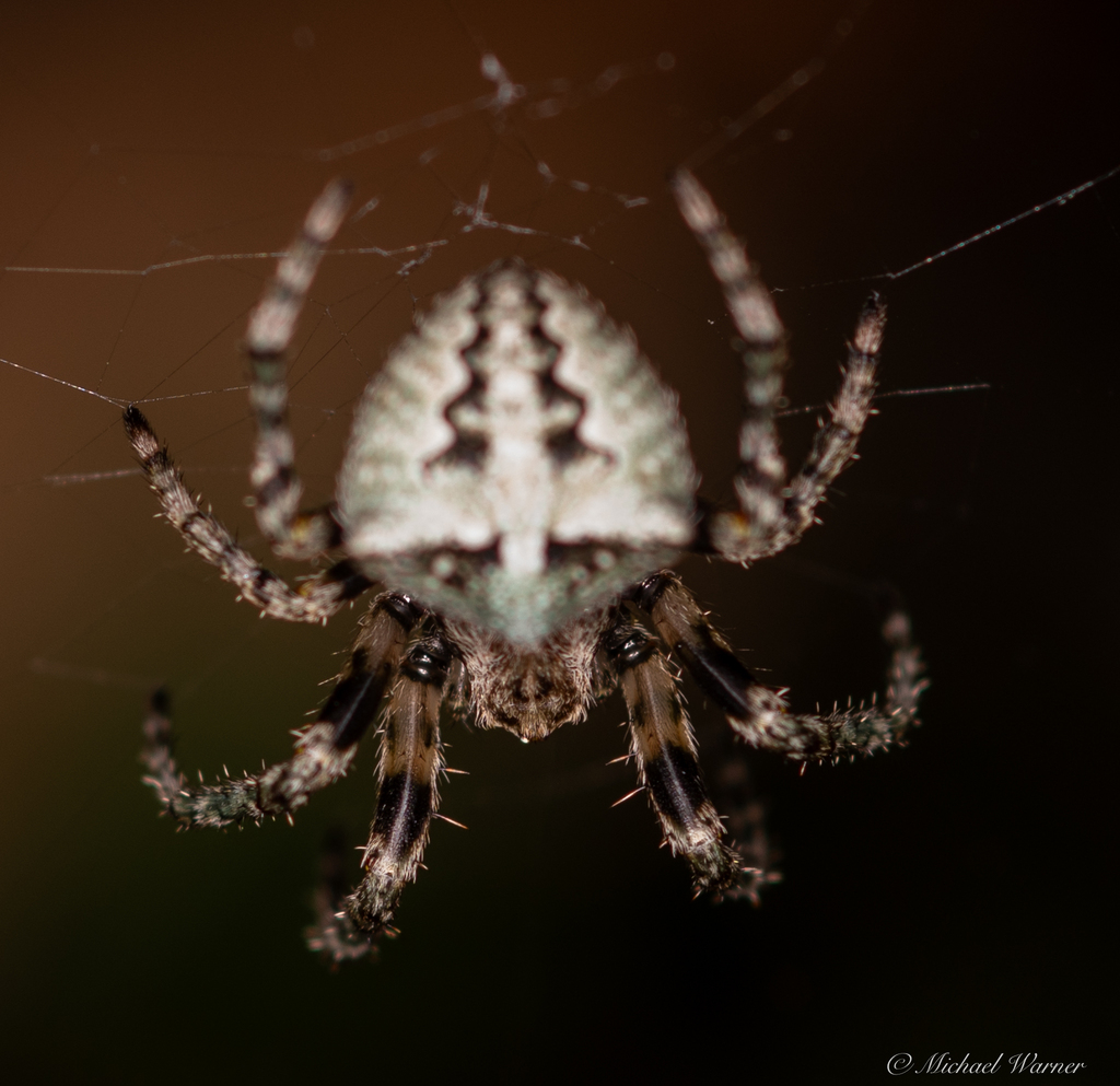 Araneus andrewsi, California species