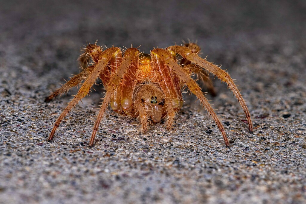 Araneus gemma (Gem-shaped Orbweaver), California species