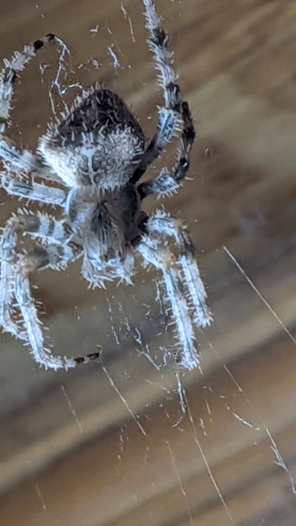 Araneus gemmoides (Cat-faced Orbweaver), California species