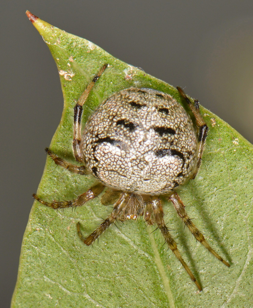 Araneus pegnia (Butterfly Orbweaver), California species