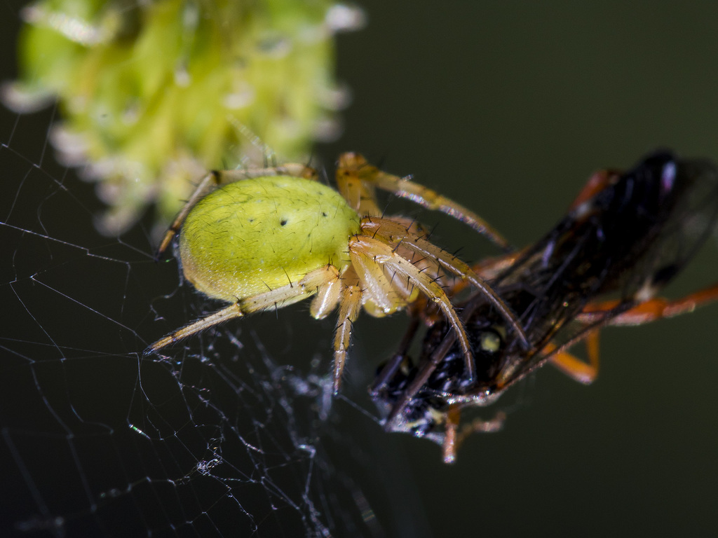 Araniella displicata (Six-spotted Orbweaver), California species
