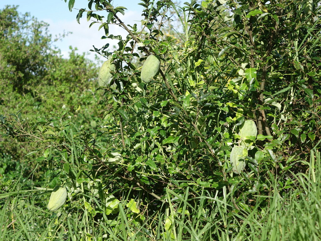 Araujia sericifera (Bladderflower), non-native California vine