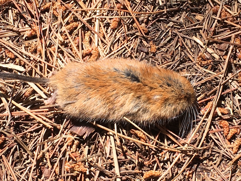 Arborimus pomo (Sonoma Red Tree Vole), California species
