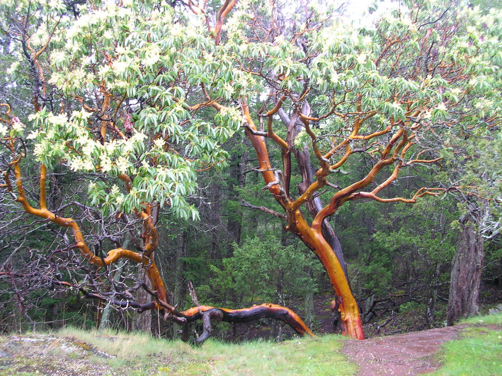 Arbutus menziesii (Pacific madrone), native California tree