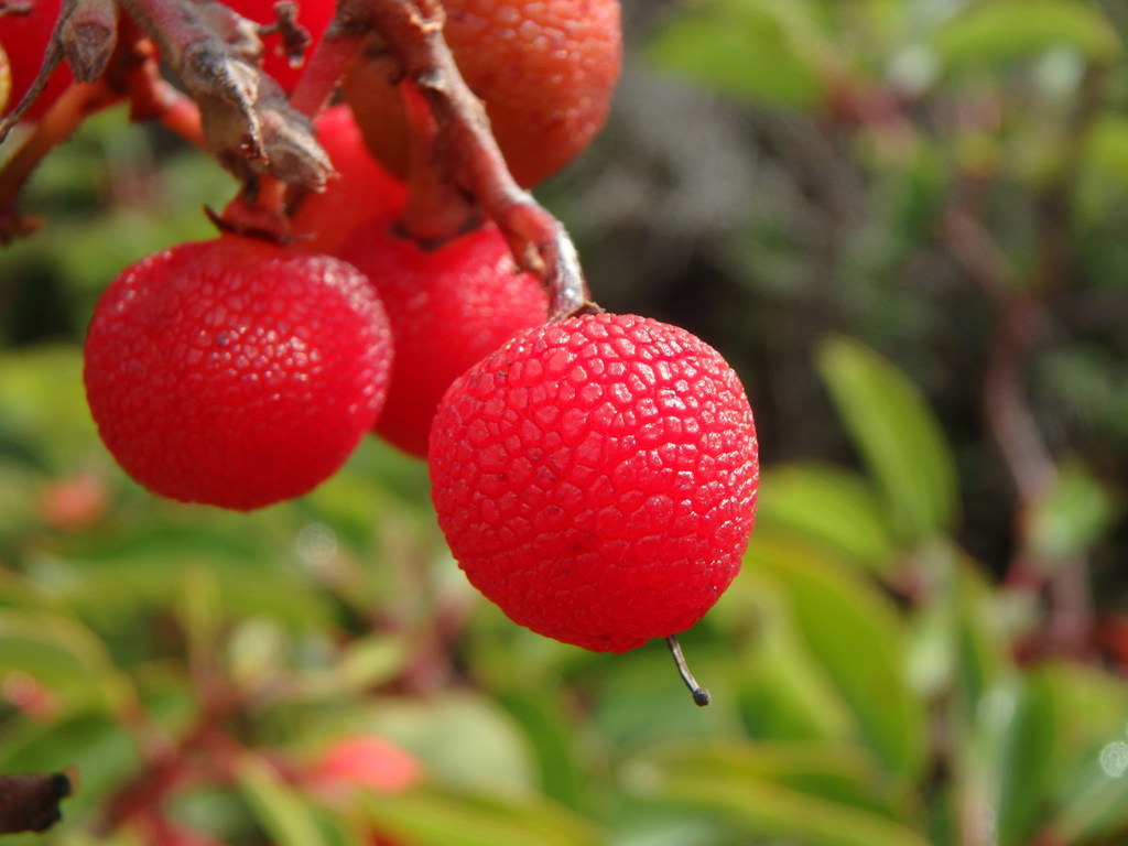 Arbutus sp. (Madrone), non-native California shrub