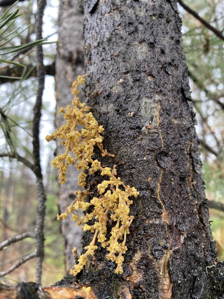 Arceuthobium americanum (Lodgepole-pine dwarf mistletoe), native California shrub