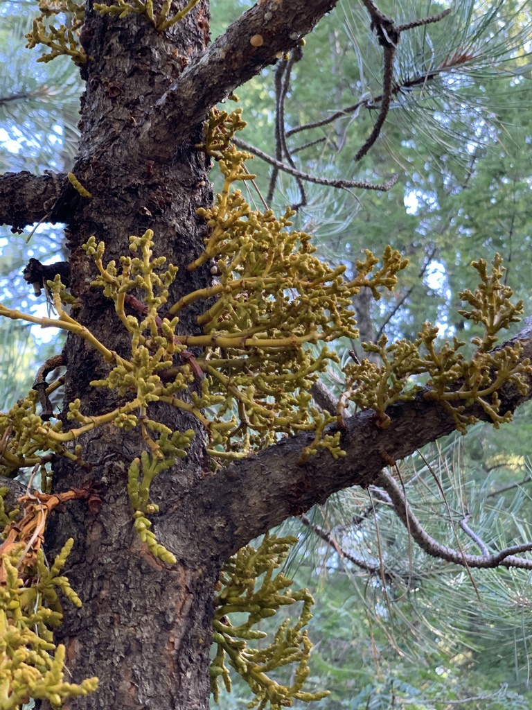 Arceuthobium campylopodum (Western dwarf mistletoe), native California shrub