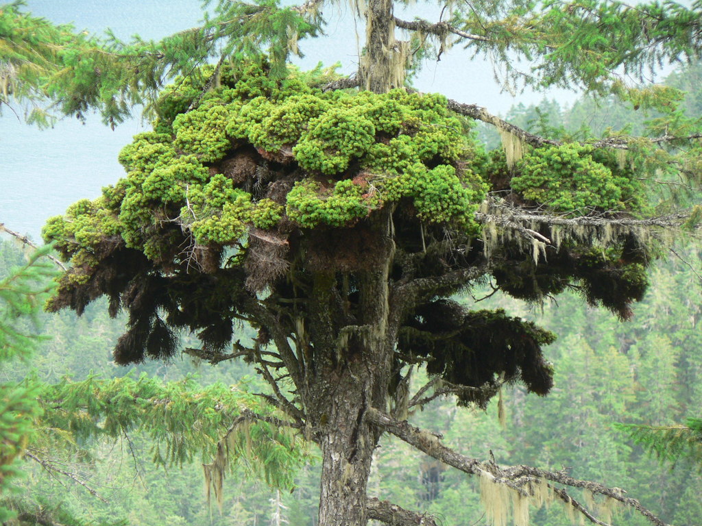 Arceuthobium douglasii (Douglas-fir dwarf mistletoe), native California shrub