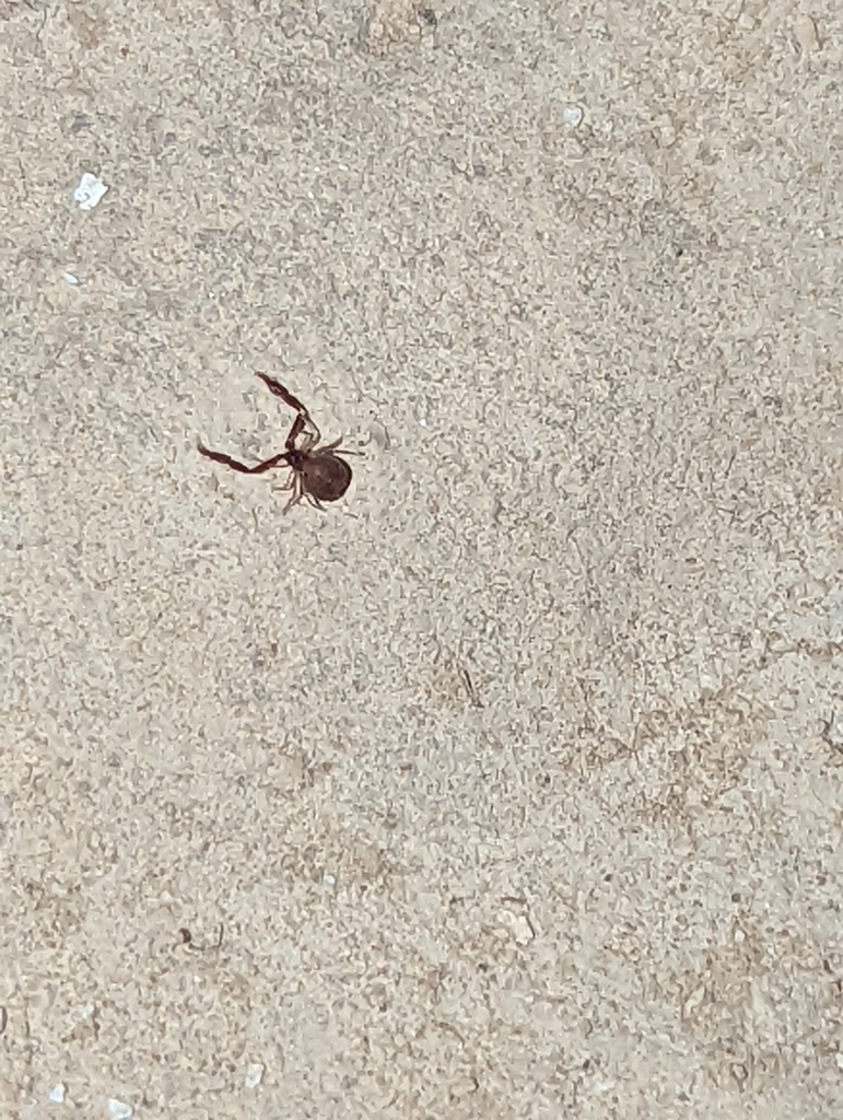 Archeolarca aalbui (Aalbu's Cave Pseudoscorpion), California species