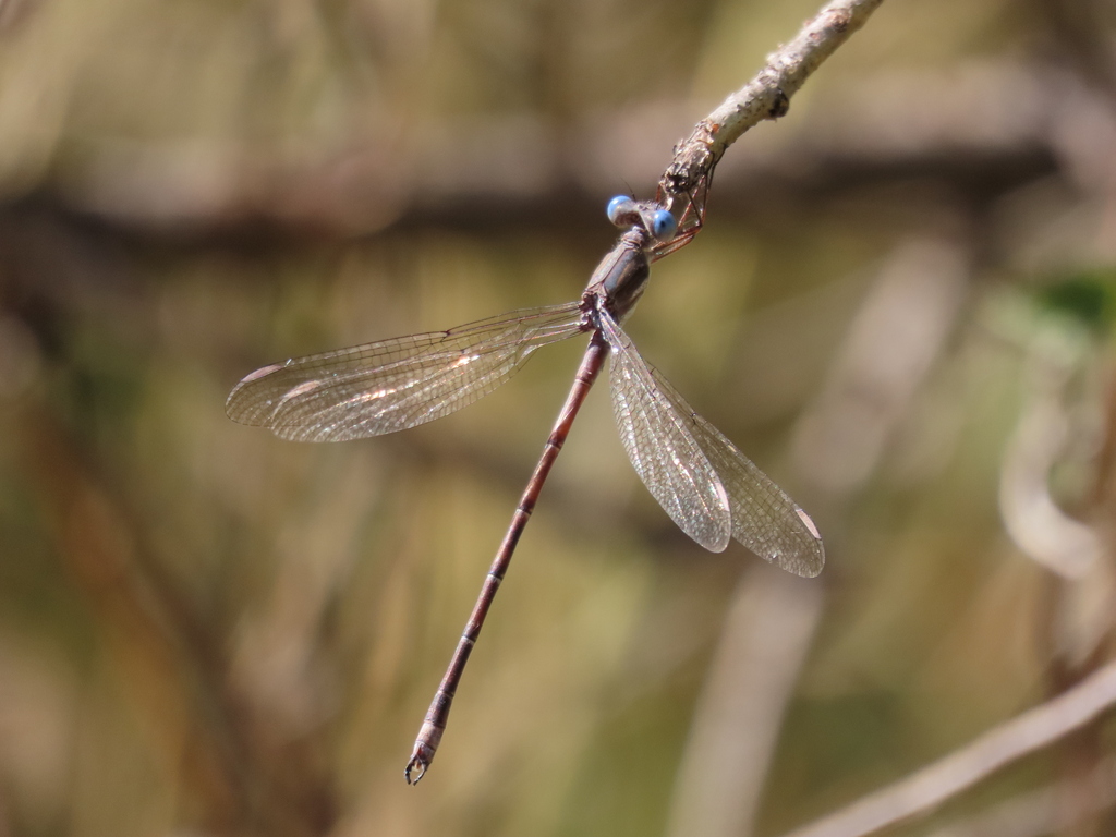 Archilestes californicus (California Spreadwing), California species