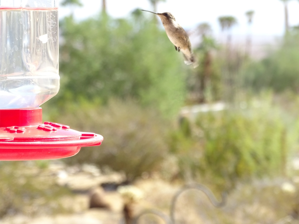 Archilochus alexandri (Black-chinned Hummingbird), California species