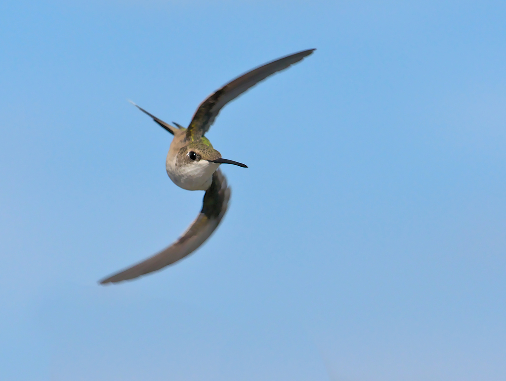 Archilochus colubris (Ruby-throated Hummingbird), California species