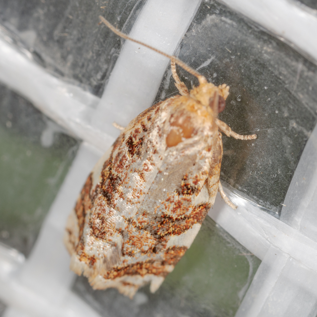 Archips argyrospila (Fruit-tree Leafroller Moth), California species