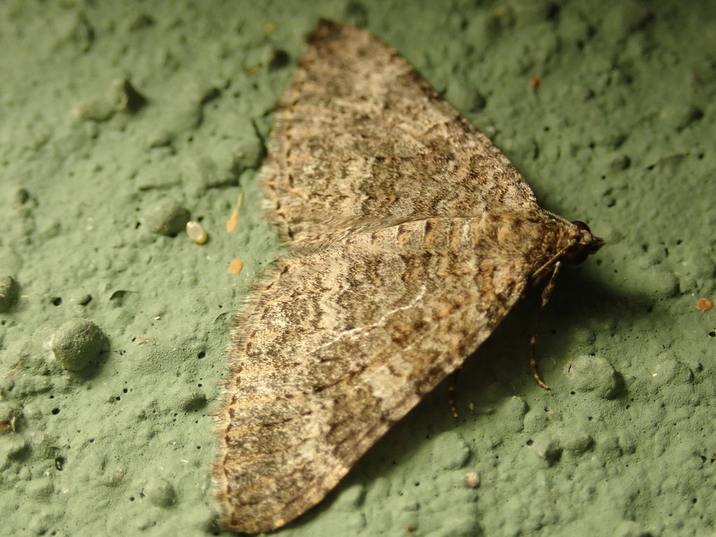 Archirhoe neomexicana, California species