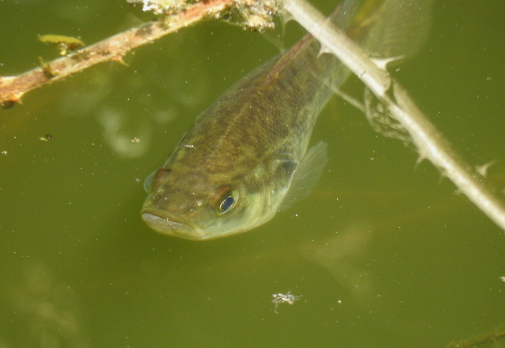 Archoplites interruptus (Sacramento perch), California species