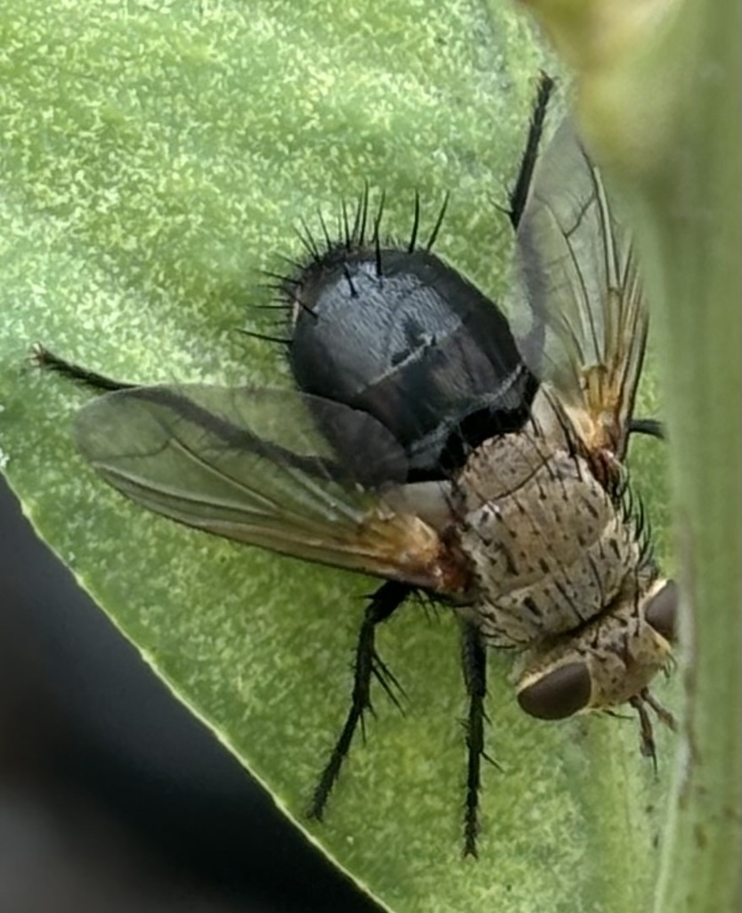 Archytas apicifer (Hornworm Tachinid Fly), California species