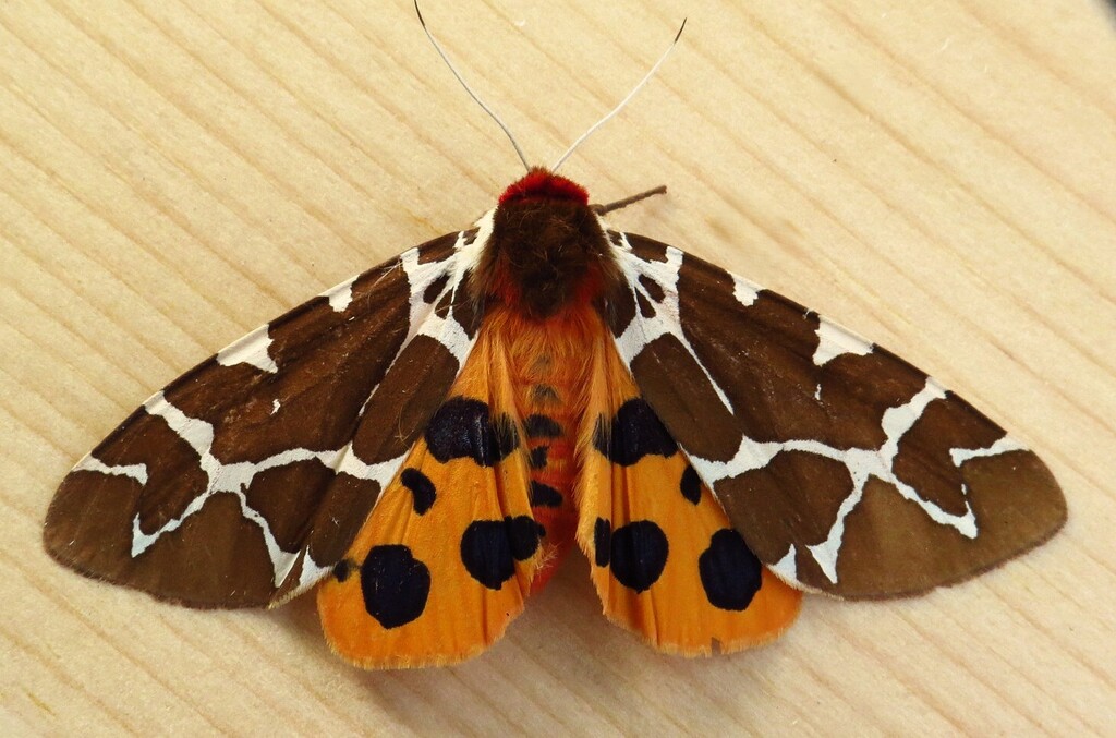 Arctia caja (Garden Tiger Moth or Great Tiger Moth), California species